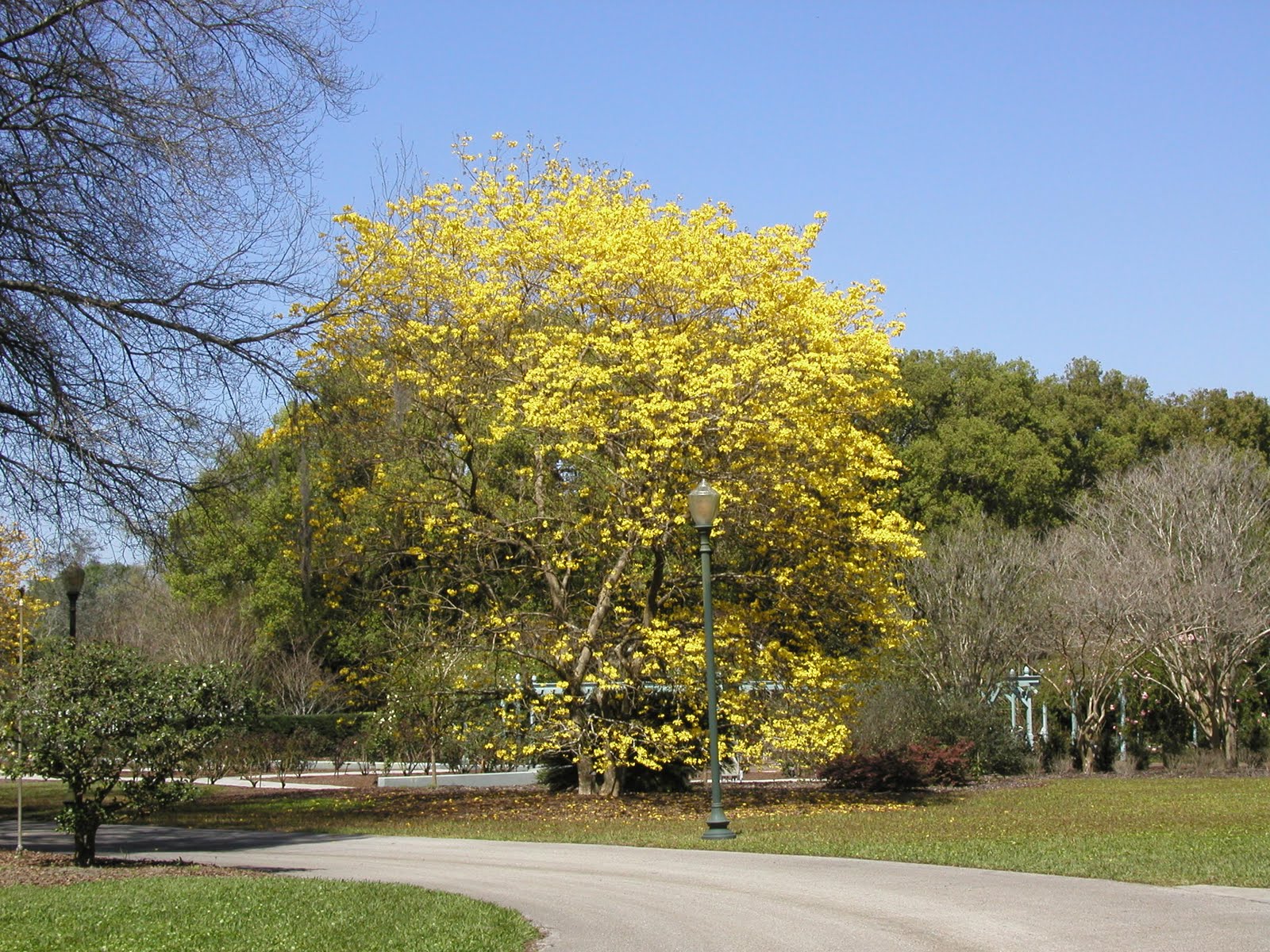 Gardening in Brevard Golden trumpet trees are in bloom