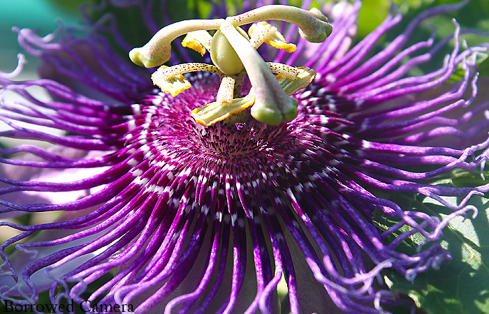Borrowed Camera Studio: Purple Passion Flower