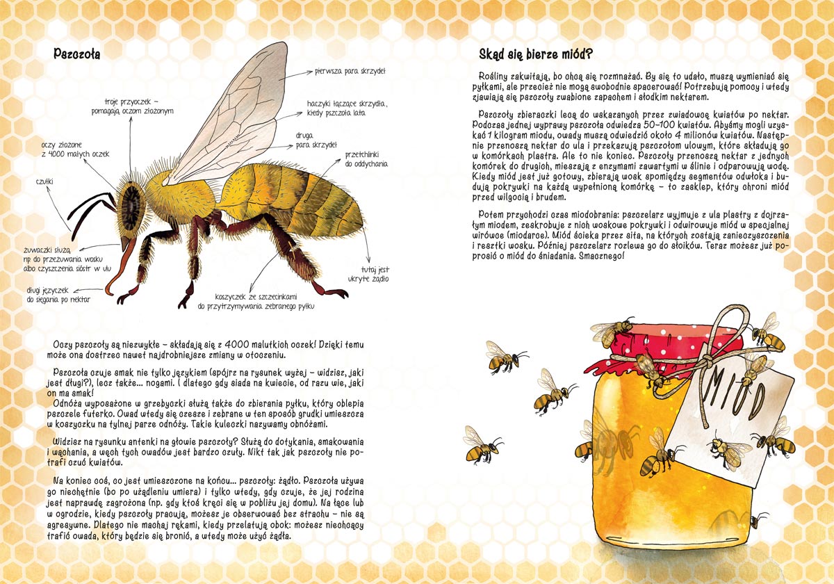 Откуда берется информация. Книги про пчел для детей. Пчела для детей. Откуда берется мед. Детские книги про пчёл.
