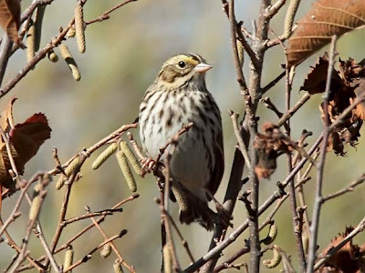 savannah sparrow