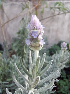 bibit-tanaman-french-lavender.jpg