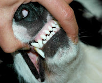 Adult Canine incisors