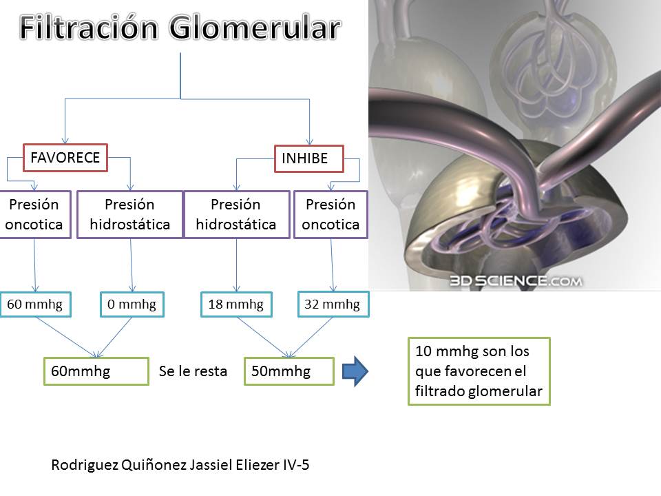 materia-de-fisiologia-filtraci-n-glomerular