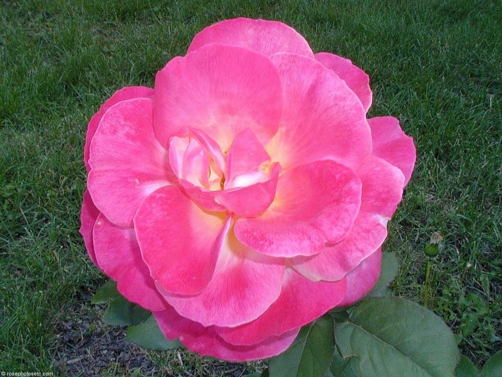 Flower Tucci Pictures 99DEGREE