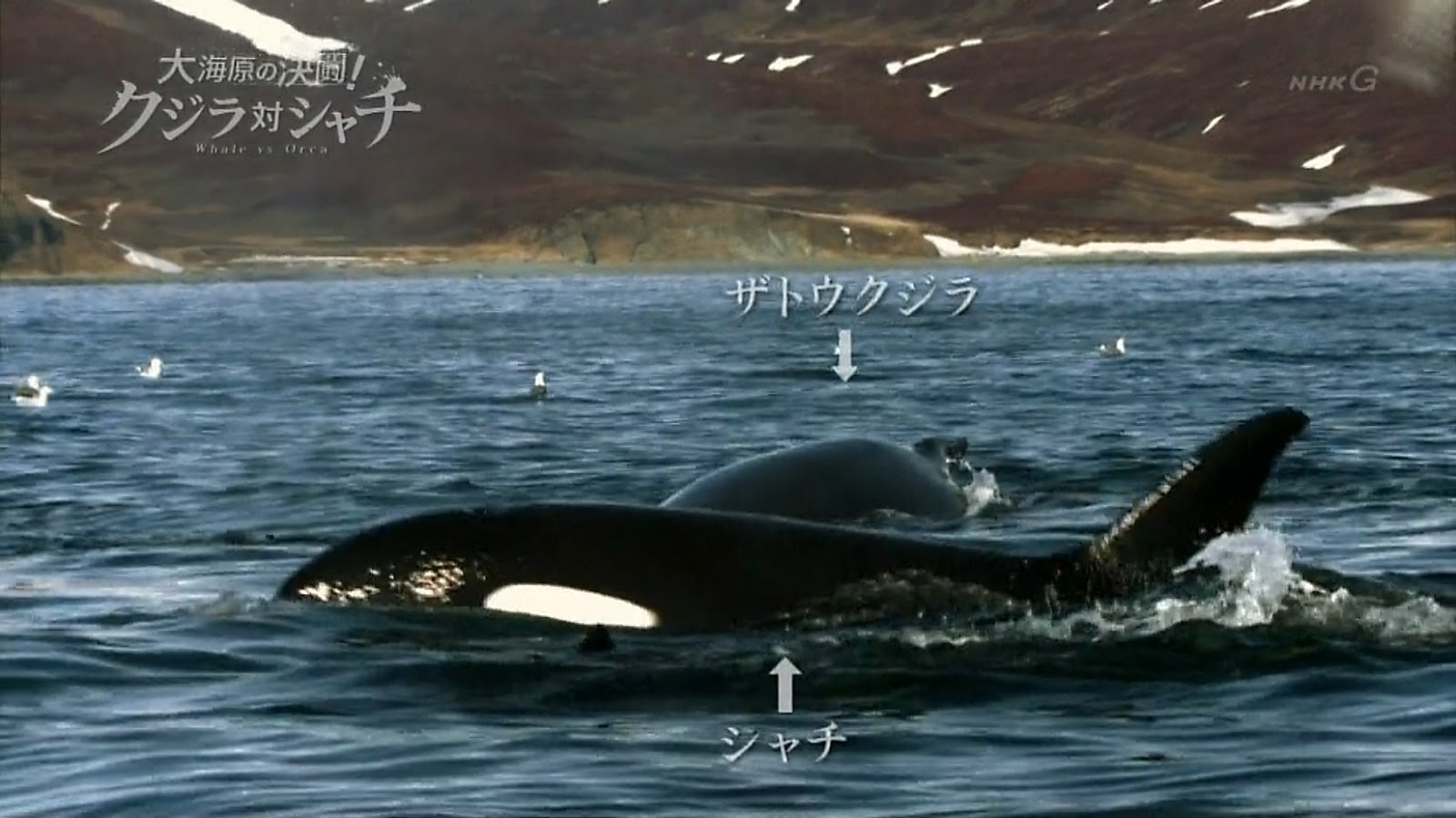 視・読・聴〕: NHKスペシャル「大海原の決闘! クジラ対シャチ」
