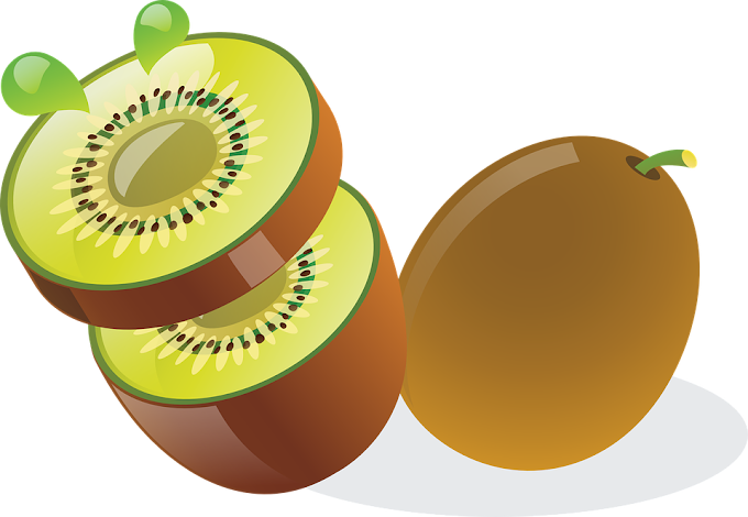 actinidia-deliciosa free vector