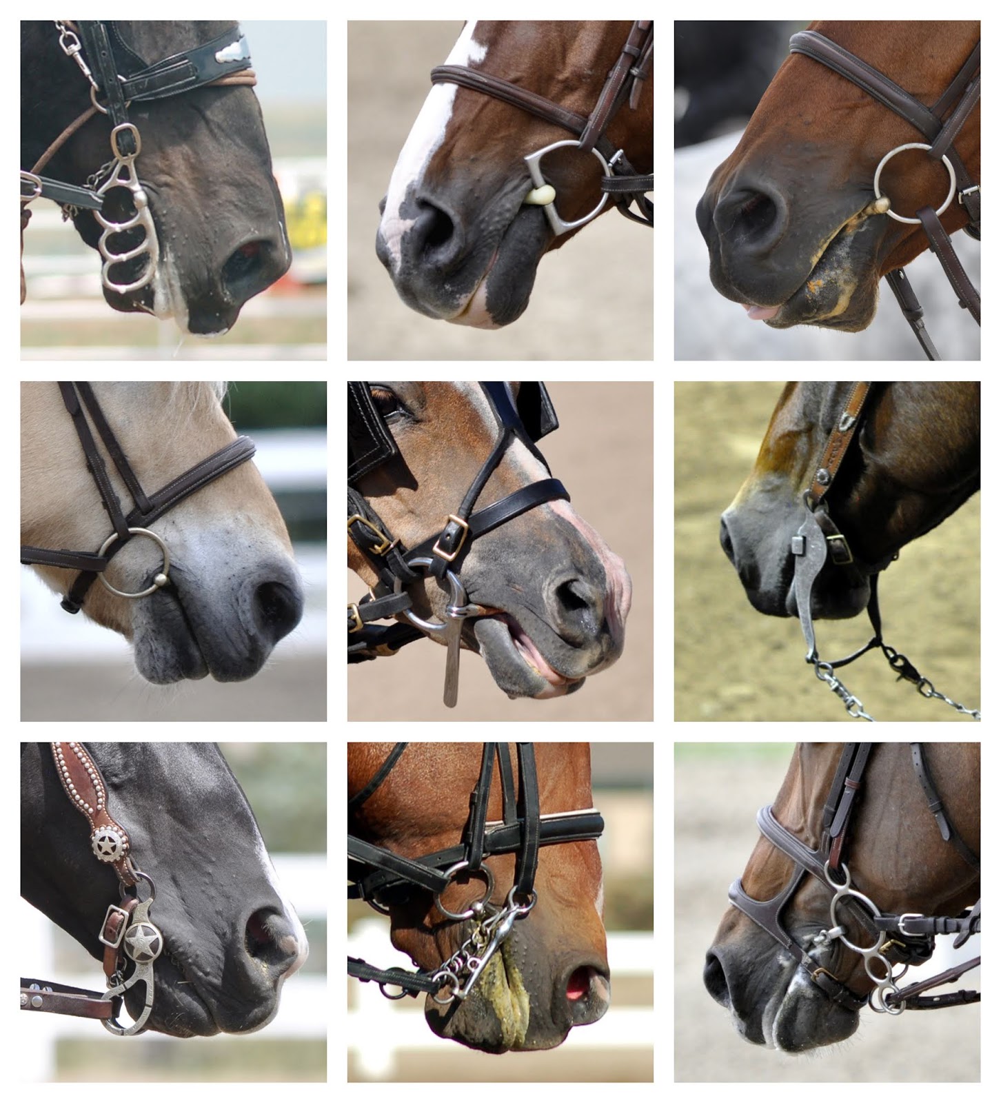 Braymere Custom Saddlery Bridle basics