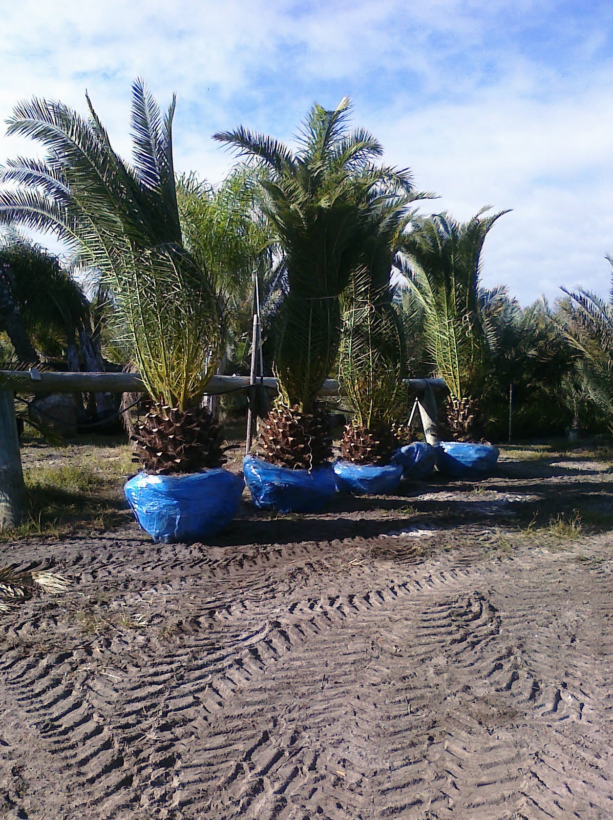 Tampa Bay Landscaper Wholesale Palm Trees Wholesale Date Palm Trees