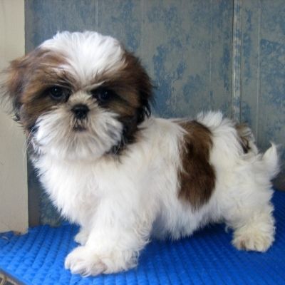 8. Não fornecer tanto exercício físico para o shih tzu