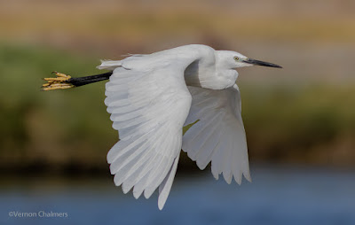 Little Egret in Flight : Over-Exposure Correction 