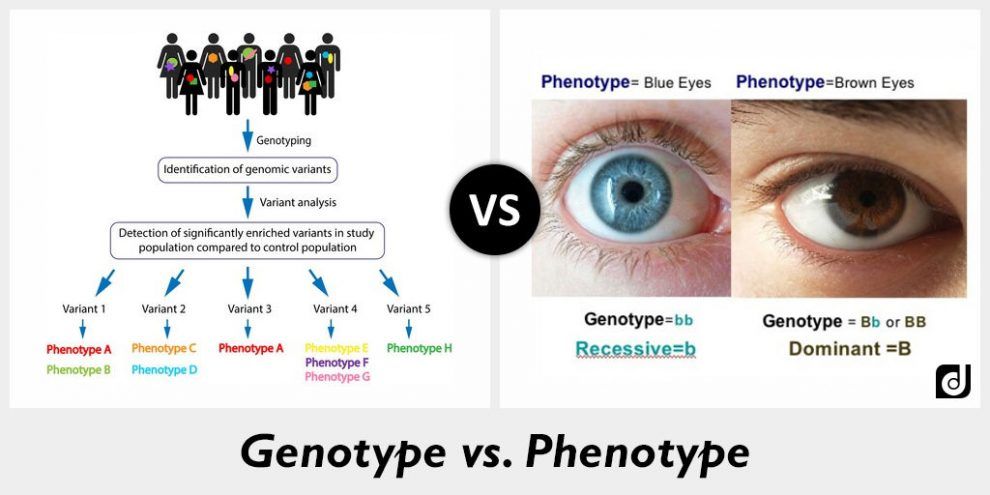 Фенотип соответствующий генотип. Genotype and phenotype. genotype and phenotype difference. расширенный фенотип книга. r+ фенотип.