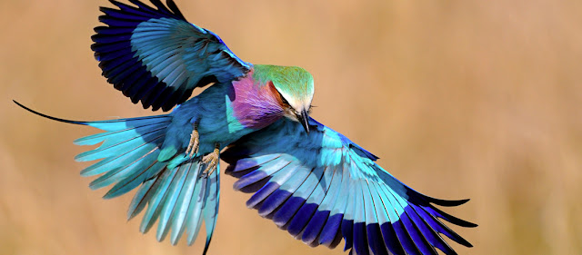 世界で最も美しい鳥？14色に輝く、ライラックニシブッポウソウ【n】