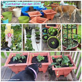 Our 2016 Container Garden is off to a good start with some basics. The Lapdogs were great helpers... #rescuedog #adoptdontshop #containergarden #LapdogCreations ©LapdogCreations