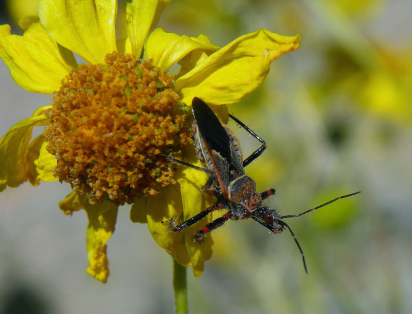 Arizona: Beetles, Bugs, Birds and more: Apiomerus cazieri - a valid ...