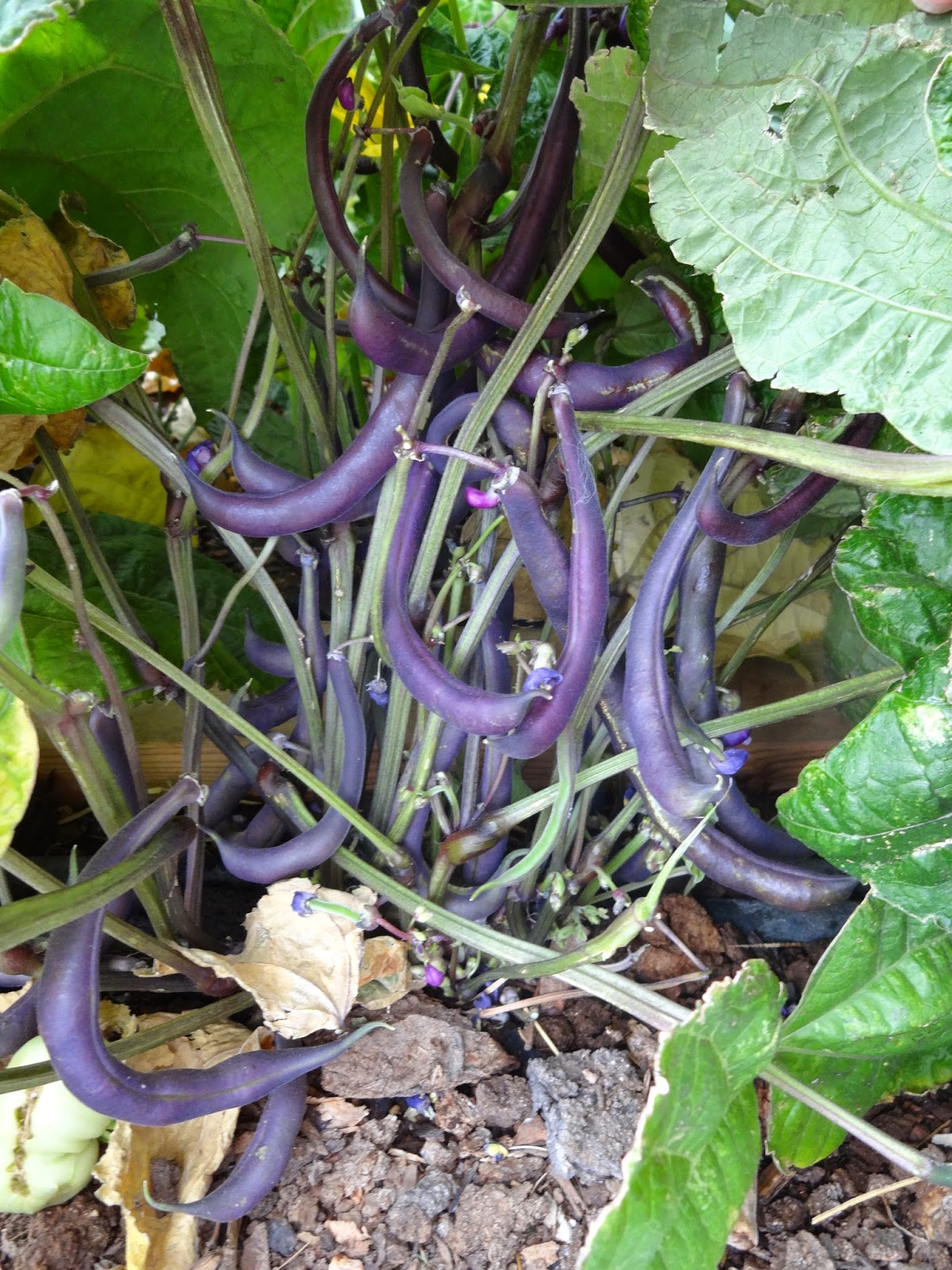 Gardening & Plants Home & Hobby Royal Burgundy Purple Bean Floral ...