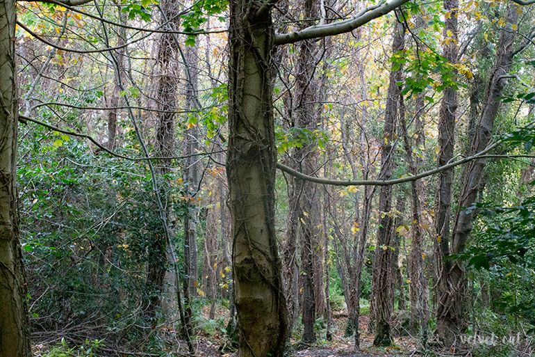 paseando bosque fotografía