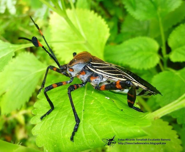 Insecta de México: THASUS GIGAS