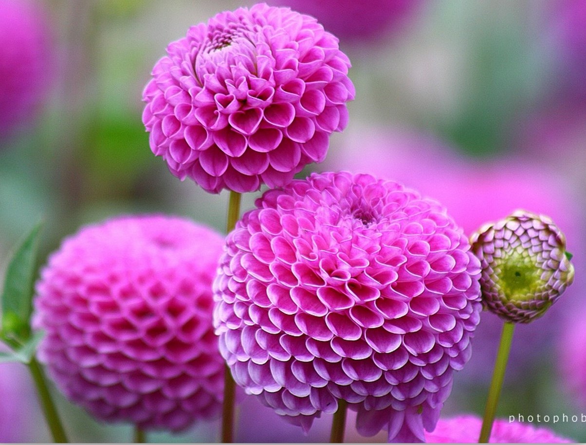 Цветы похожие на шарики