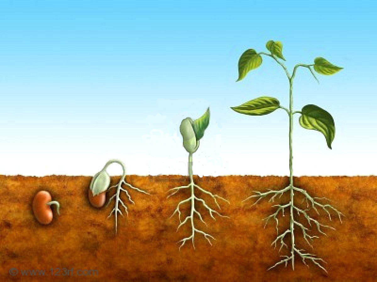 Educar con el Corazón Paseo Virtual Sobre la Germinación de un Frijol