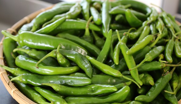 lemon-halves-korean-dark-green-hot-pepper-plant-guide