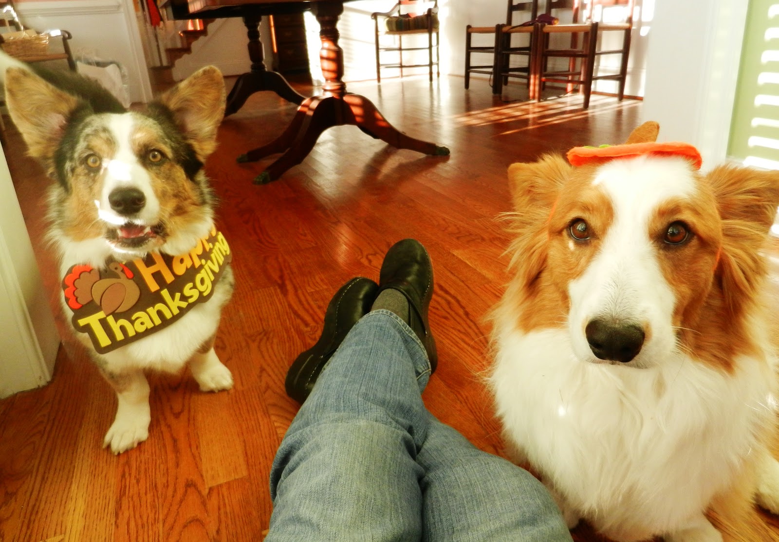 Cheap Dog Grooming Clarksville Tn Cheap Dog Grooming Clarksville Tn