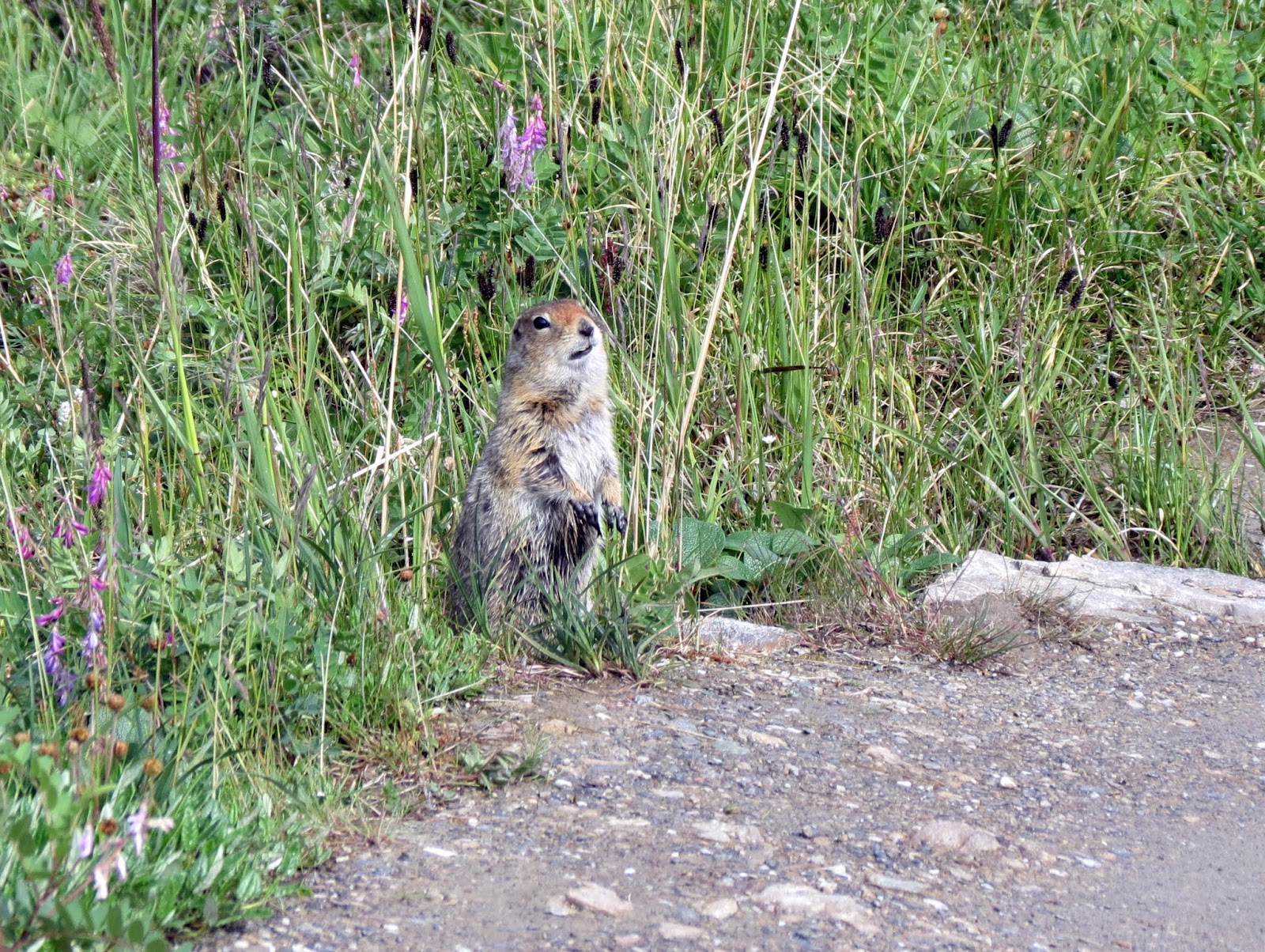 The Egg and I by Birdie: Savage River at Denali National Park–2 Days