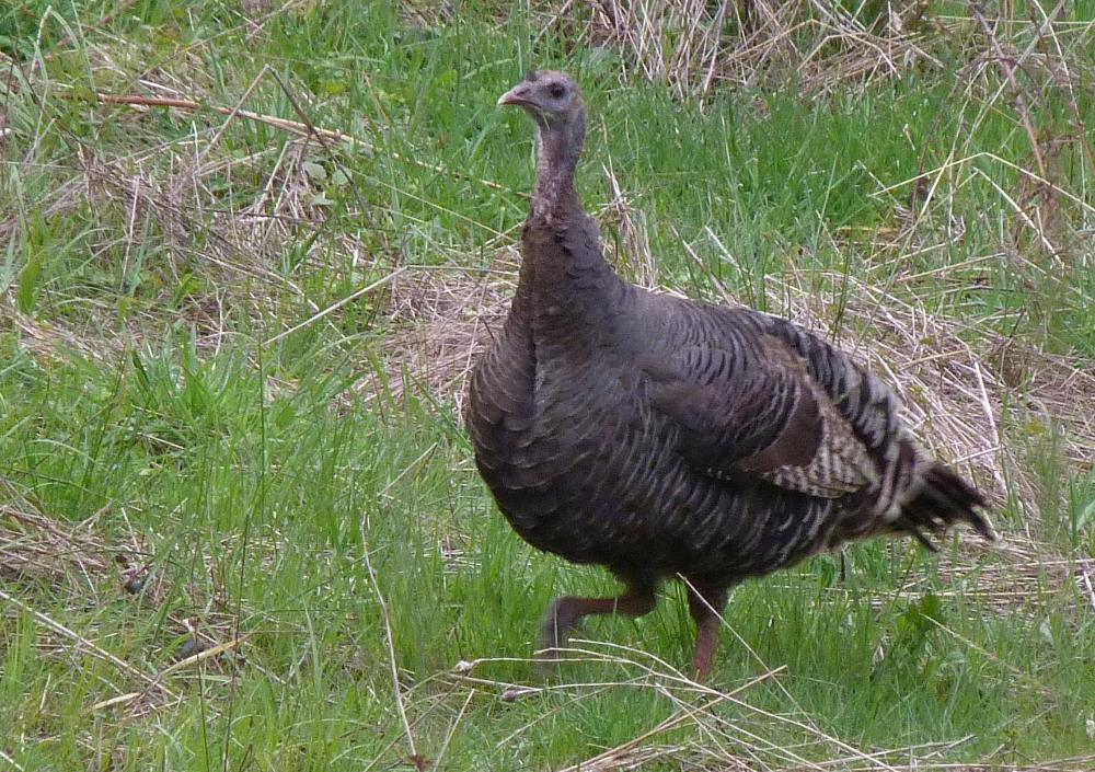 The Flycatcher Wild Turkeys multiplying in Oregon