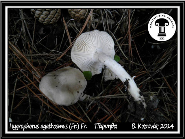 Hygrophorus agathosmus (Fr.) Fr.