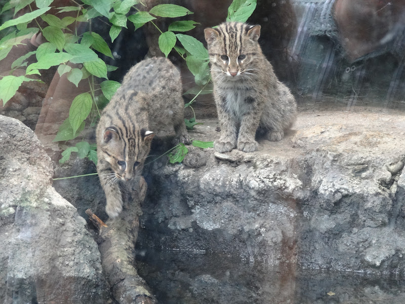 Love, Joy and Peas Fishing Cat Kitten Photos