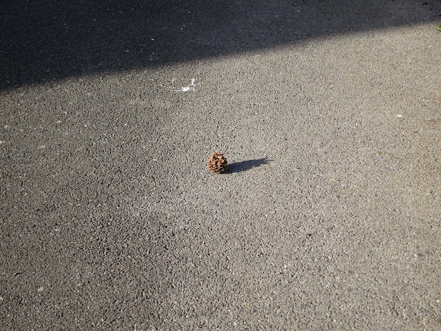 Small cone (fir / pine ?) the only thing to be seen on wide tarmac pavement.