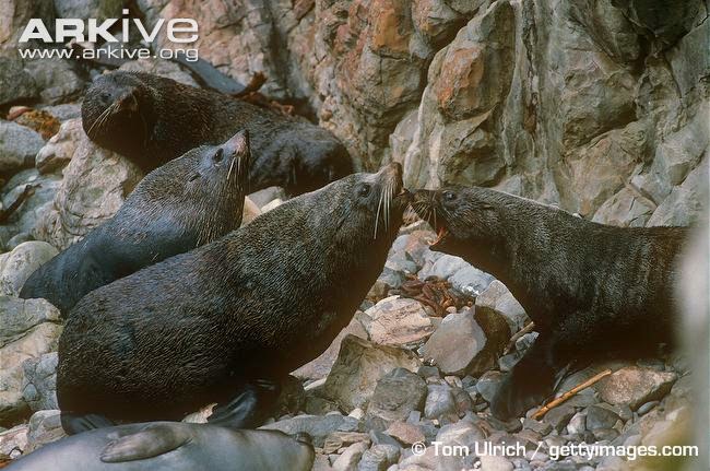 New Zealand fur Seal