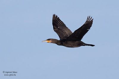 Nagy kárókatona - Great Cormorant - Kormoran - Phalacrocorax carbo