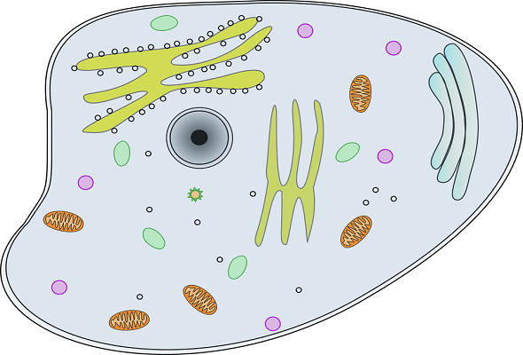 What-is-Cell-Definition-ما-هو-تعريف-الخلية