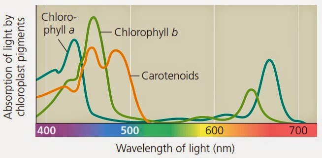 penyerapan cahaya oleh pigmen klorofil