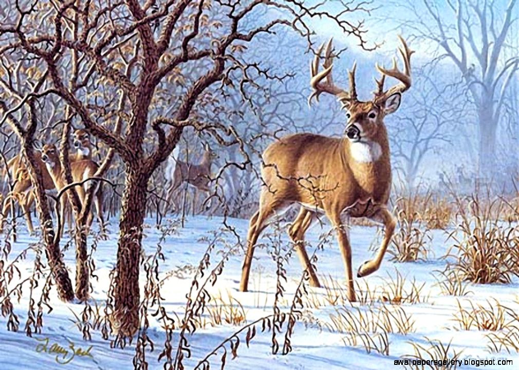 Winter Deer Wallpaper Wallpapers Gallery