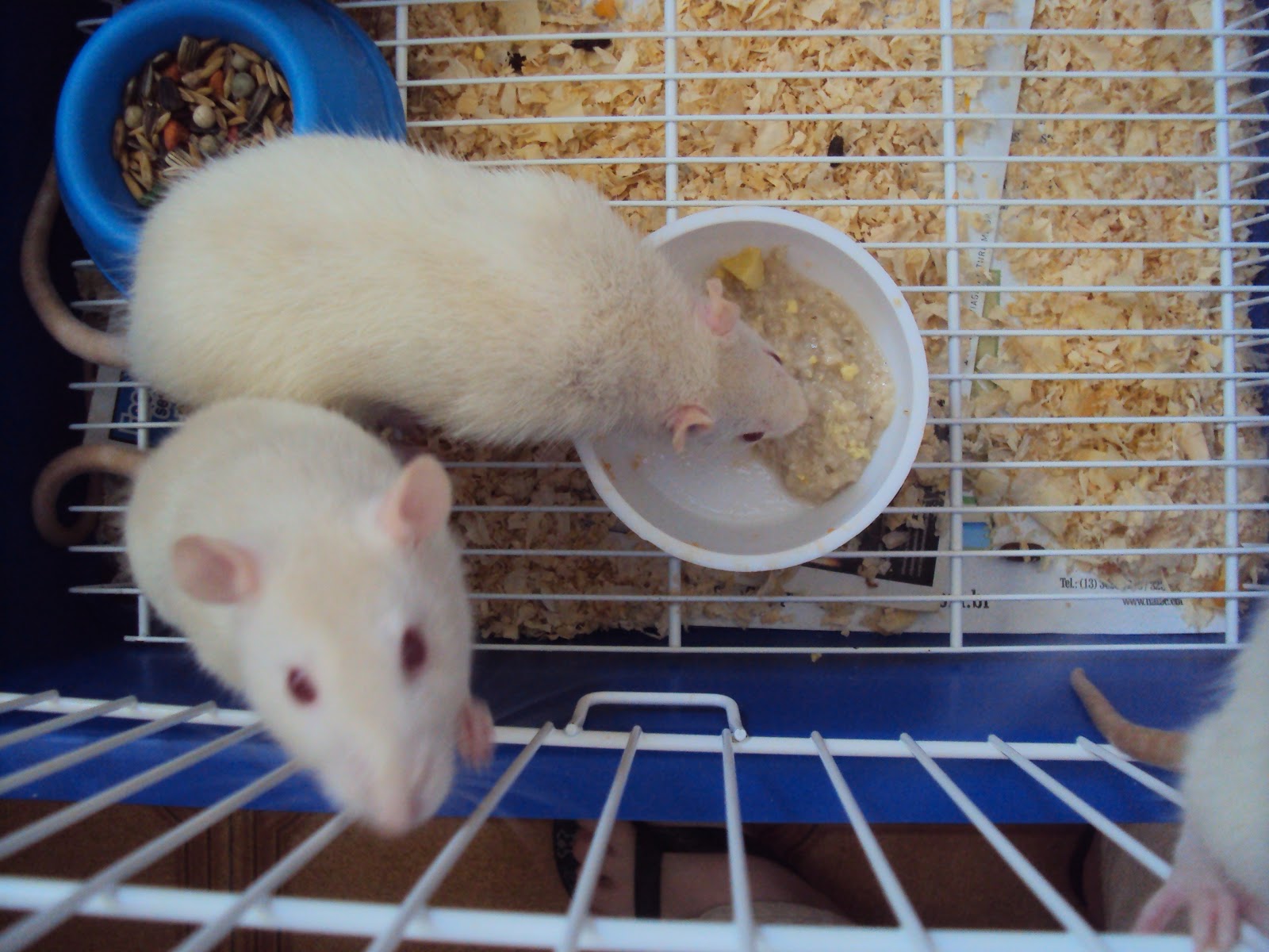 Adote um rato!