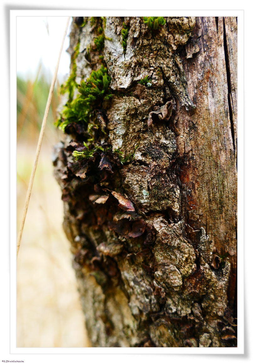 [Hundeblog] Einfach Socke Wenn sie könnte, dann würde sie sprechen….