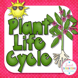 Your 1st, 2nd, 3rd, and 4th grade elementary classroom or home school students are going to love learning about the life cycle of a plant with this springtime resource. It has many engaging components they're sure to love! Help your science lesson come to life with the QR codes, video, PowerPoint, vocabulary, and nature hunt ideas included in this blog post. Any time you're teaching about life cycles, this resource will be a huge hit! {first, second, third, fourth graders}