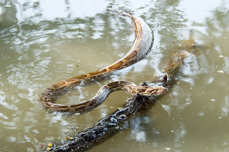 Musings of a Biologist and Dog Lover: Invasive Species: Burmese Python
