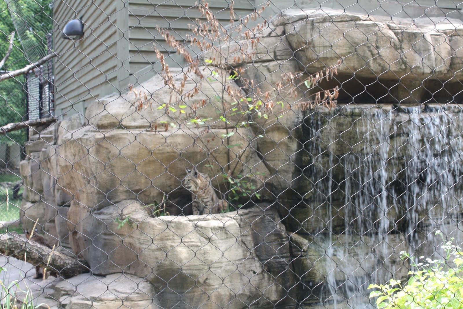 A Little Time and a Keyboard Bobcats Backstage at Cosley Zoo in