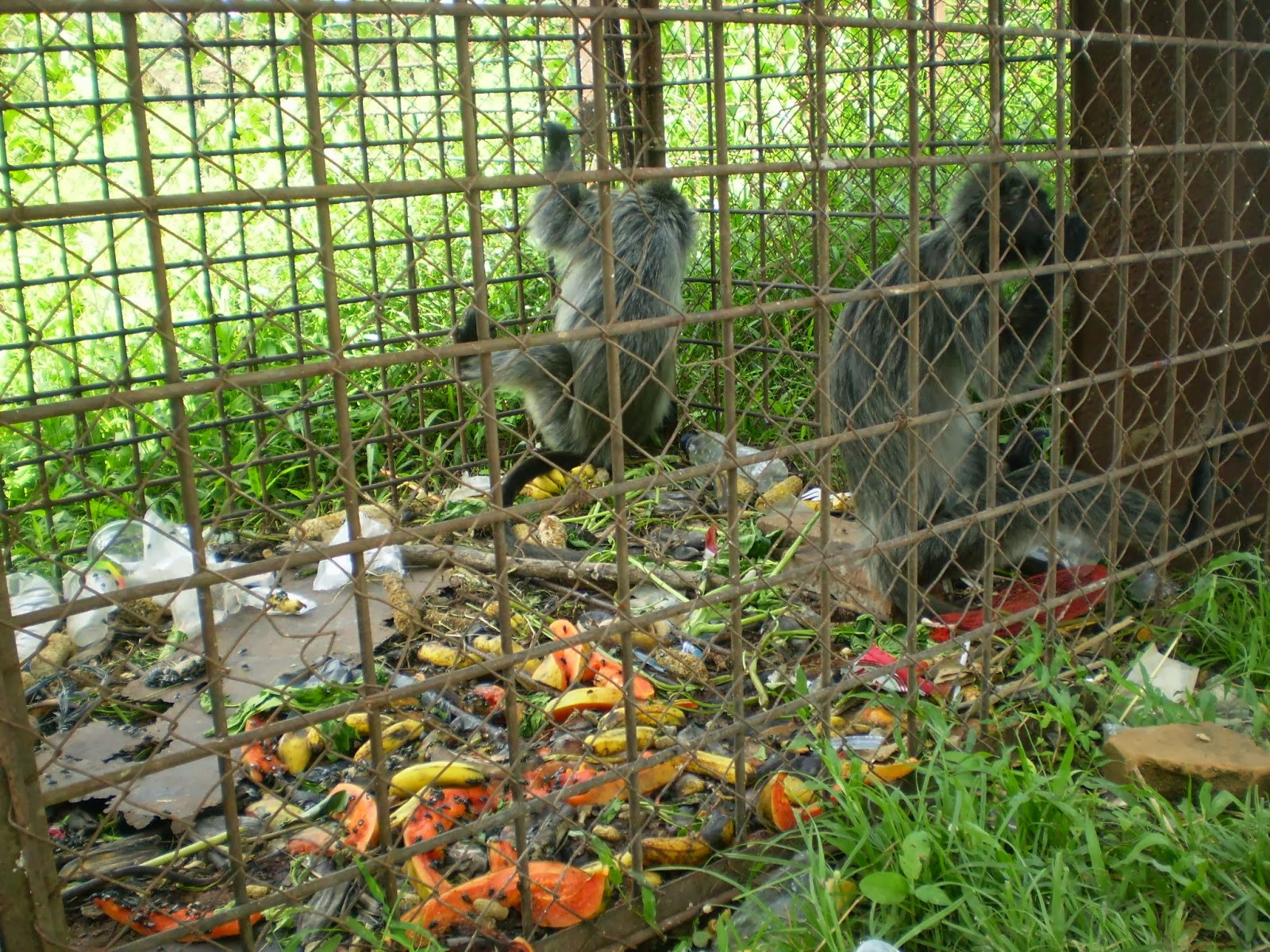 Friends Forest and Nature: Medan Zoo Food Aid project