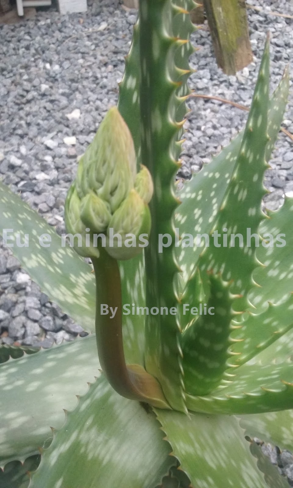 Eu e minhas plantinhas: Aloe saponaria.