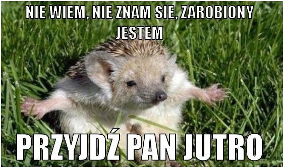 nie wiem, nie znam się, zarobiony jestem. przyjdź pan jutro