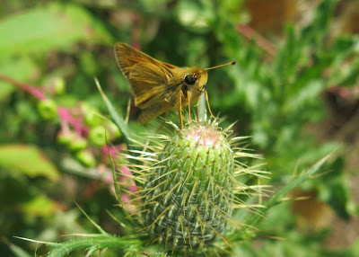 Fiery Skipper, Saturday, August 20, 2016, 1:08:42 PM