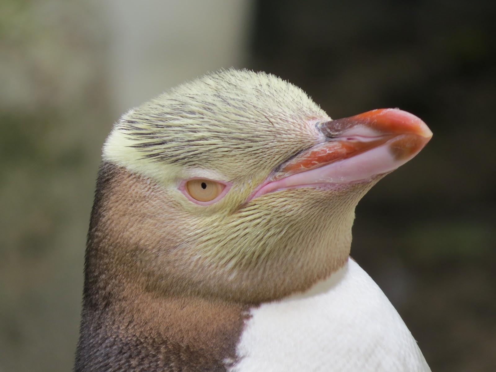 Species Focus YellowEyed Penguin