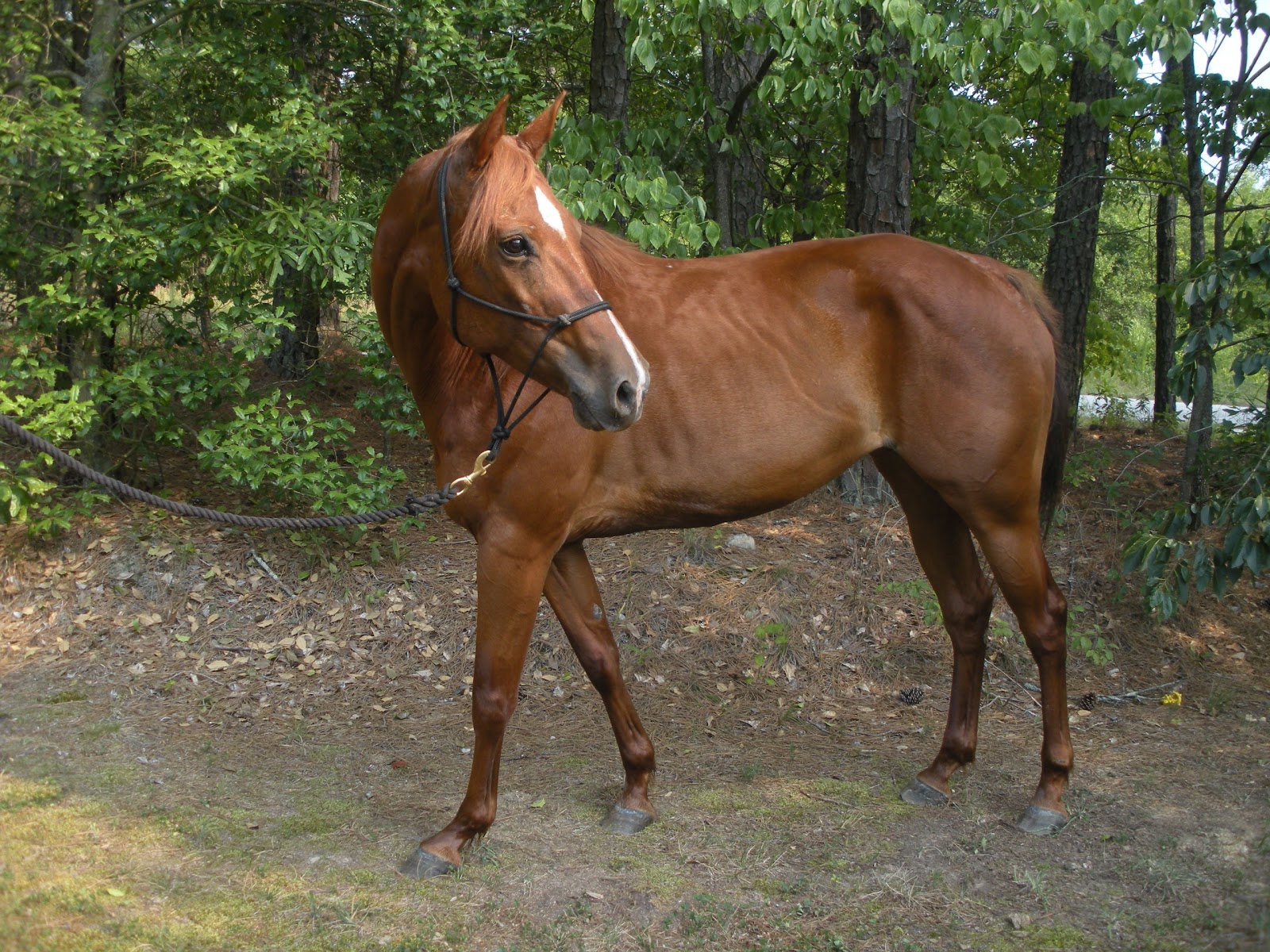 Holly Hill Quarter Horses Horses For Sale