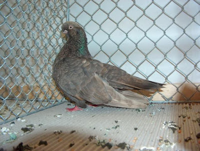 tumbler english pigeons