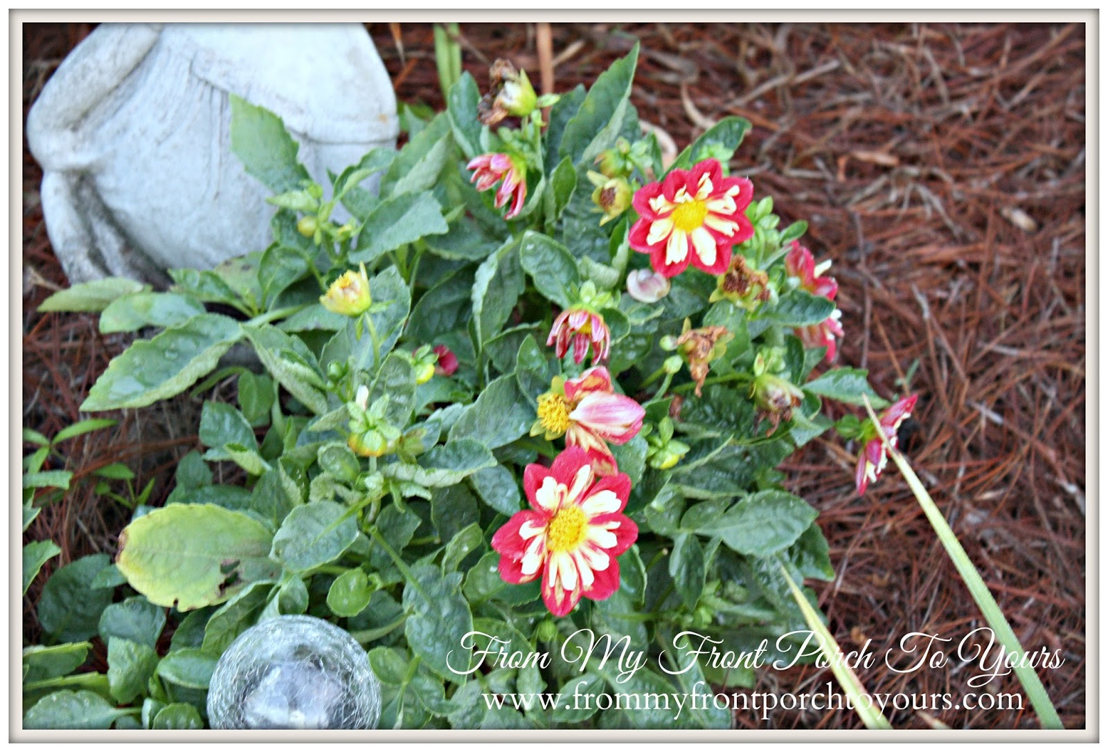From My FRont Porch To Yours- Flower Garden