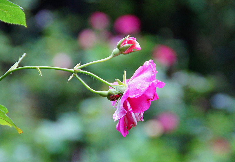 Radha's Rosen Rose'n life