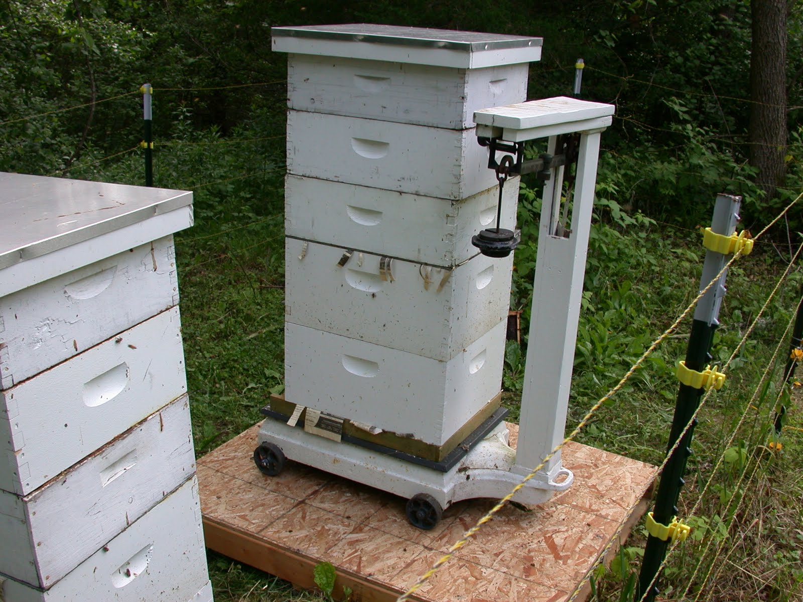 What Should I Be Doing With My Bees This Month? Hive Scale